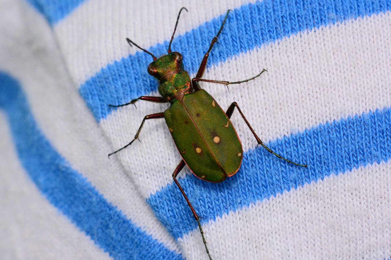 Cicindela campestris Cicindela campestris